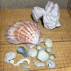 Heavy Lions Paw 7.1oz Large Scallop Appr 5.25”x5.25” w Barnacle, Seashells